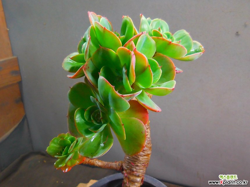 多肉植物 アエオニウム ❤️小葉香炉皿法師缀化❤️23cm!拔き苗！3年生老桩 에스랄다老庄桩1084+-1803 1084+-1803 多肉植物- Xplant