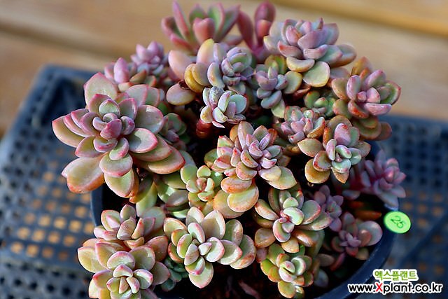 多肉植物 紫ピンク グラデーション 花芽付き*6 多肉植物 紫ピンク グラデーション 花芽付き*6 多肉植物 紫ピンク