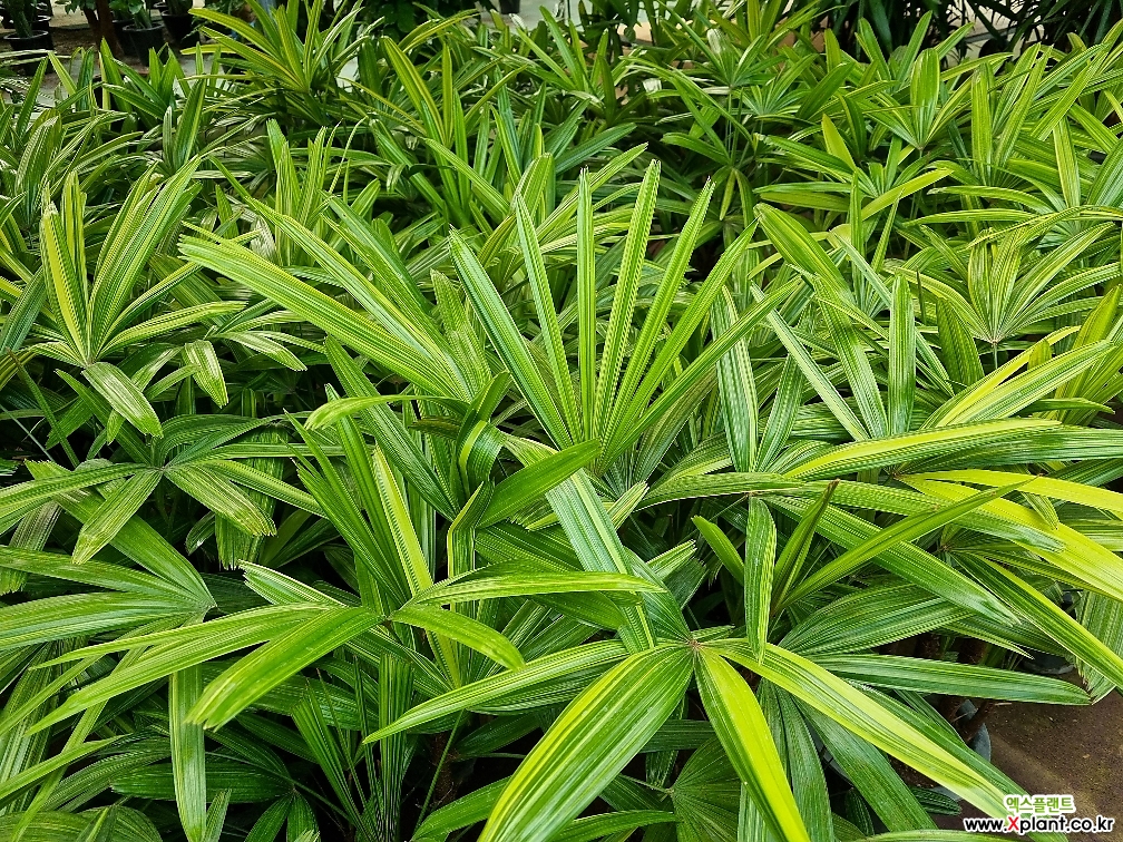 wildblumen saatgut sterreich Wildblumenwiese Saatgut 100g  Vom Reiter