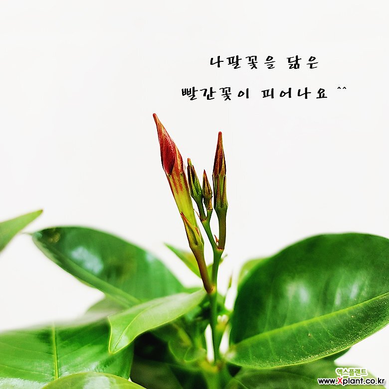 만데빌라 넝쿨식물 빨간꽃 [하늘꽃농원] : 공기정화식물 - 엑스플랜트