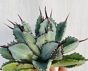 benefits of agave syrup REGENERATIVE CERTIFIED ORGANIC® BLUE AGAVE NECTAR main image 1