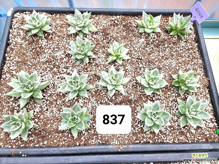 숙이네다육이야기 837-마리아금 청정남해 - 엑스플랜트