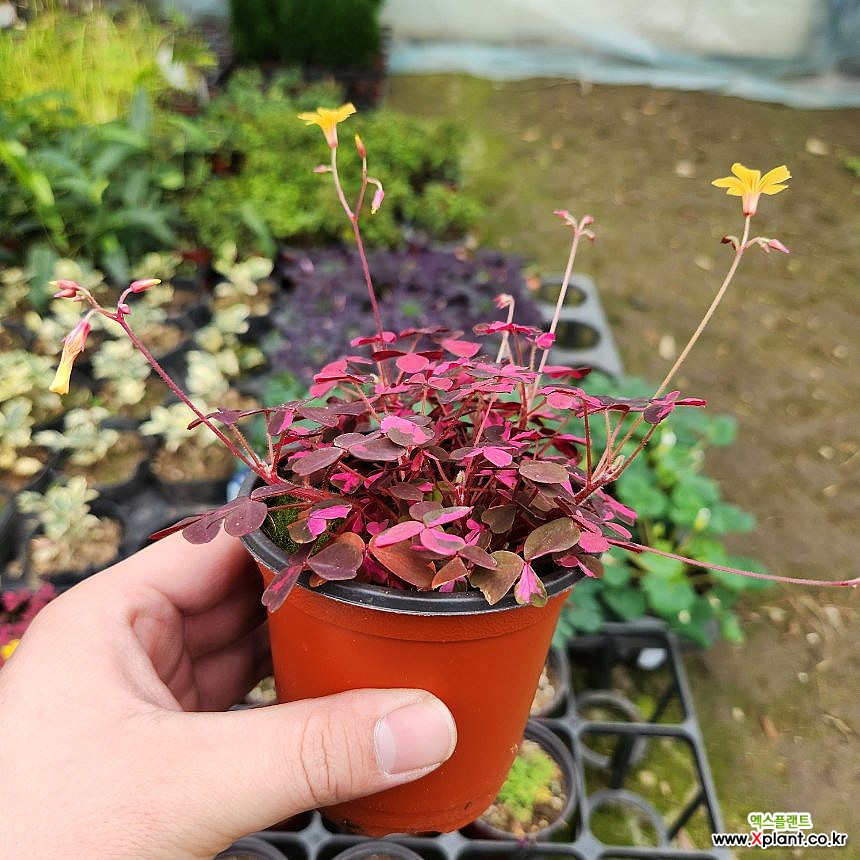 Oxalis triangularis 空気浄化植物 - Xplant