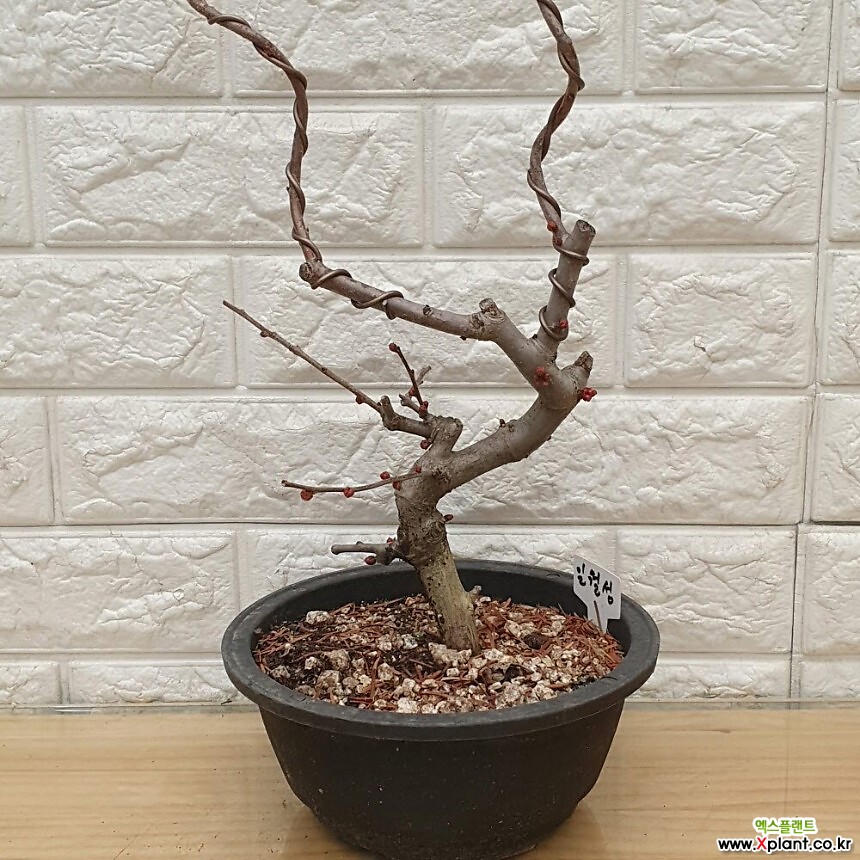 일월성 명자나무48 : 야생화 - 엑스플랜트