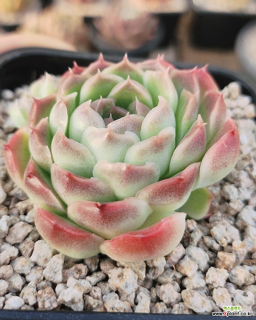 Echeveria Minky-1 -1 多肉植物 - Xplant