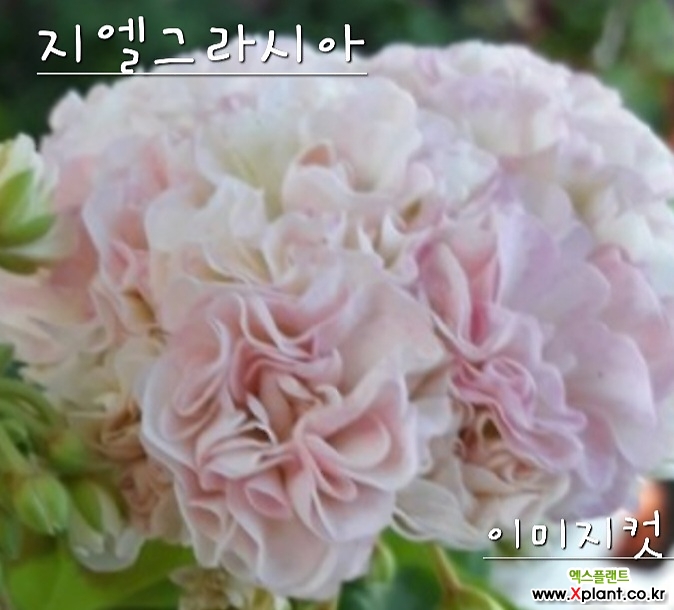 지엘그라시아 한국제라늄 : 공기정화식물 - 엑스플랜트