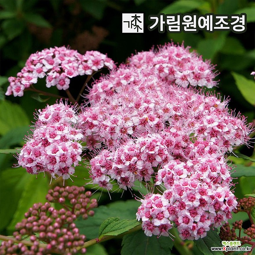조팝나무 공조팝 장미조팝 설류화 황금조팝 삼색조팝 스파클링샴페인 가림원예조경 : 꽃나무 묘목 - 엑스플랜트
