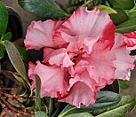 아잘레아 아젤리아 연산홍 서양철쭉 철쭉 레오폴드 유럽철쭉 엑스플랜트 엑플|Rhododendron indicum