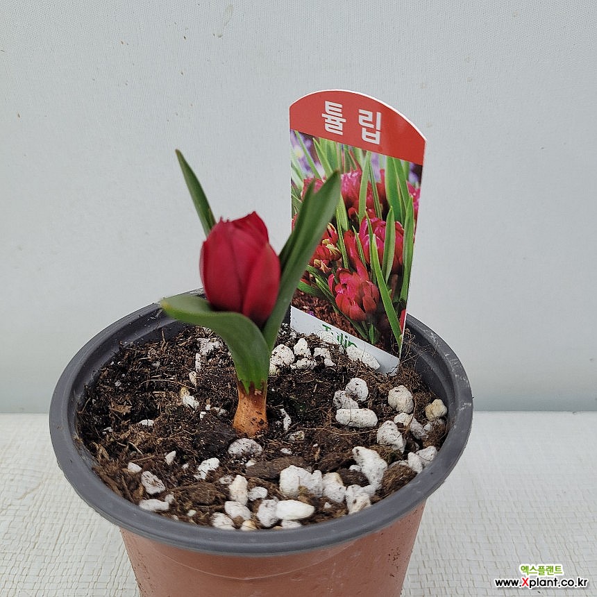 빨강겹 미니튤립 떼떼아떼떼 : 공기정화식물 - 엑스플랜트