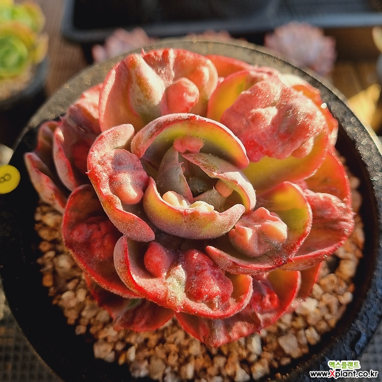 비욘세무지개금 - 엑스플랜트