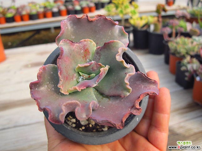 Echeveria can can 01945 Succulents - Xplant