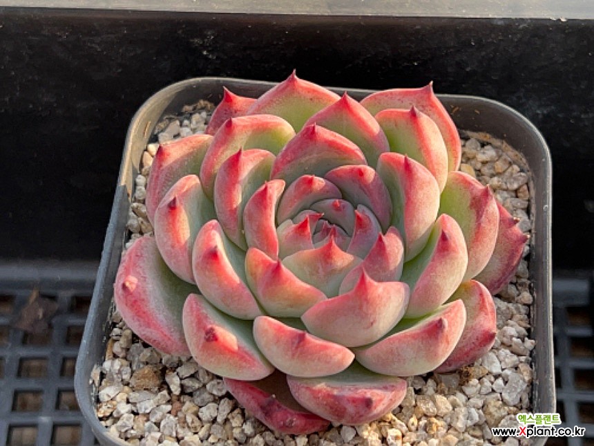 SHIMOYAMA 多肉植物 - Xplant