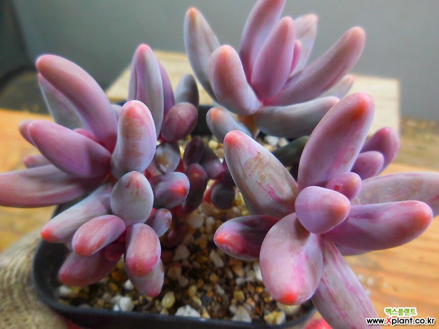 Pachysedum Ganzhou 2/22-838 Variegated - Xplant