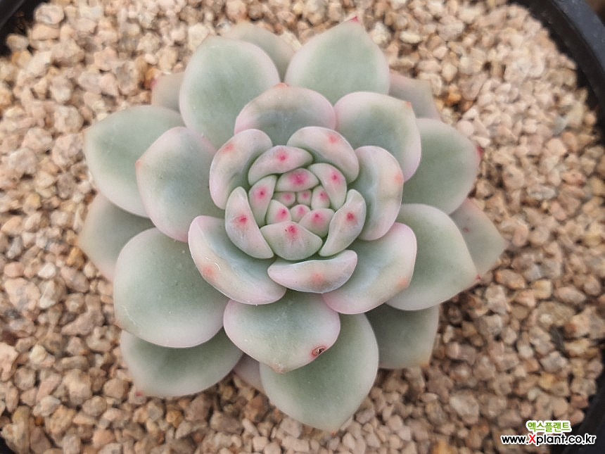 Echeveria Ariel Variegated - Xplant