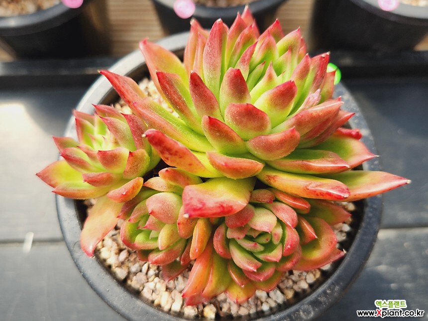 般若錦 Echeveria 'Hannya'（반야금） 般若錦 Echeveria 'Hannya