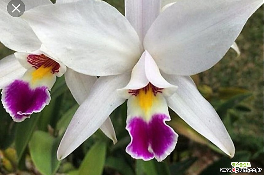Cattleya .Laelia anceps semialba..  カトレア - Xplant