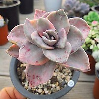 Graptoveria BAINESII 0775 Variegated - Xplant