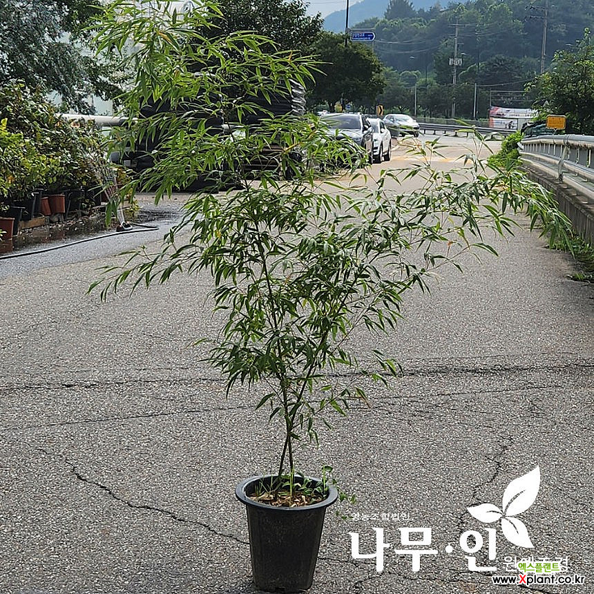 [나무인]오죽 검은대나무 화분 : 꽃나무 묘목 - 엑스플랜트