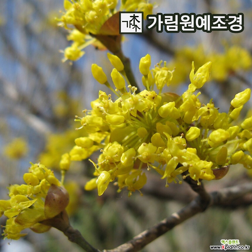 산수유나무 산수유 개화주 특묘 묘목 유실수 가림원예조경 : 꽃나무 묘목 - 엑스플랜트