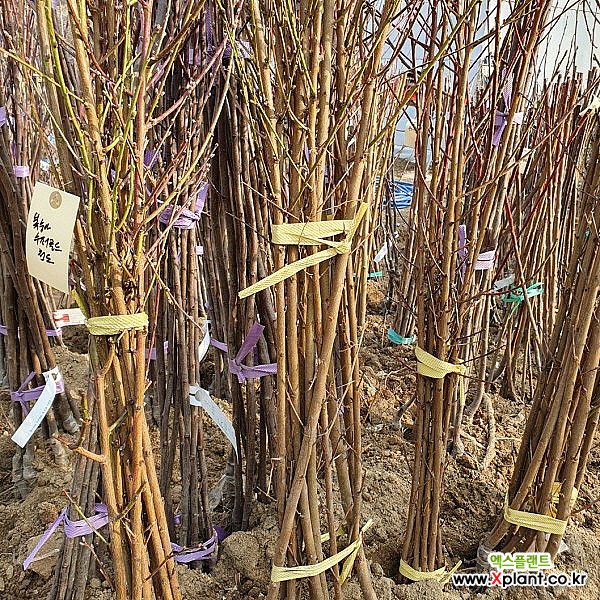 복숭아 슈퍼골드(천도) 묘목 1주 : 과일/열매 나무 묘목 - 엑스플랜트