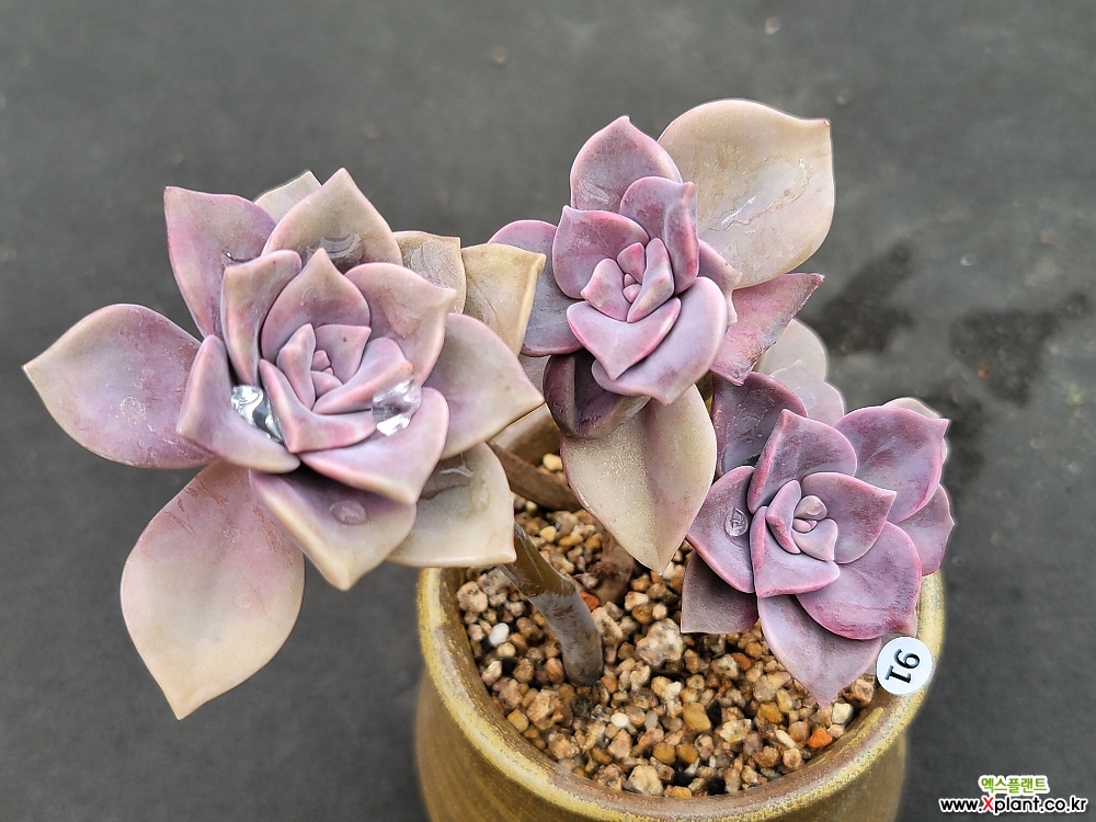 紫色喜悅 多肉植物 - Xplant