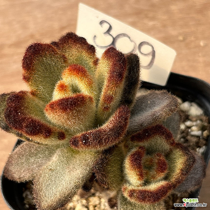 Kalanchoe tomentosa Teddy Bear 0320-309 Succulents - Xplant