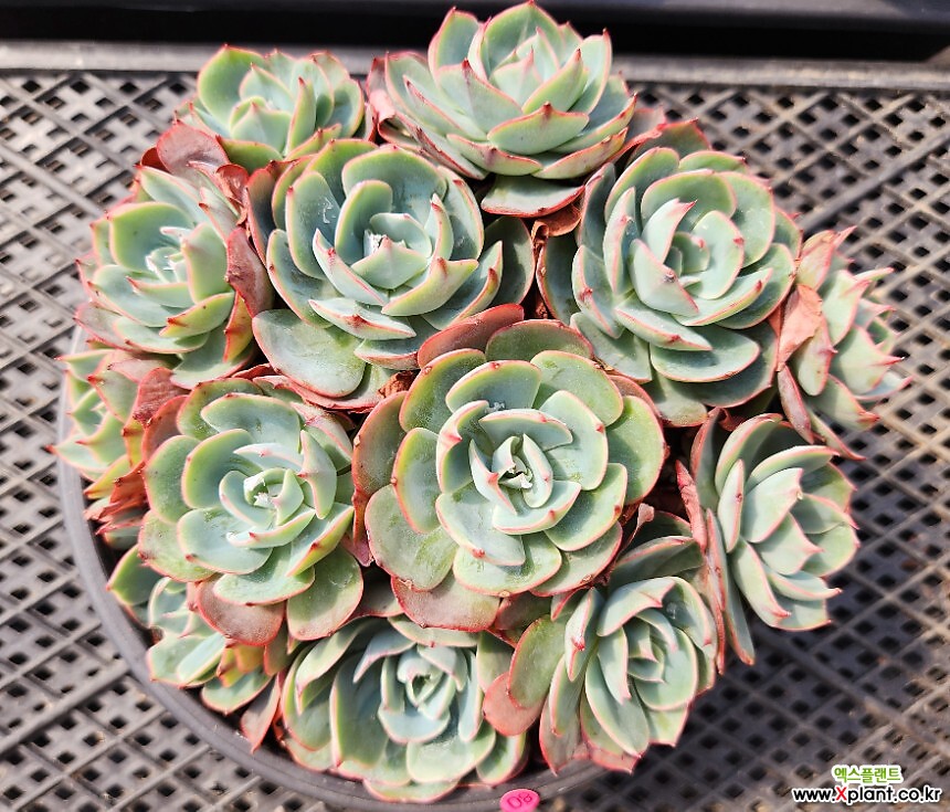 1180.阿米西达 1180. 多肉植物 - Xplant