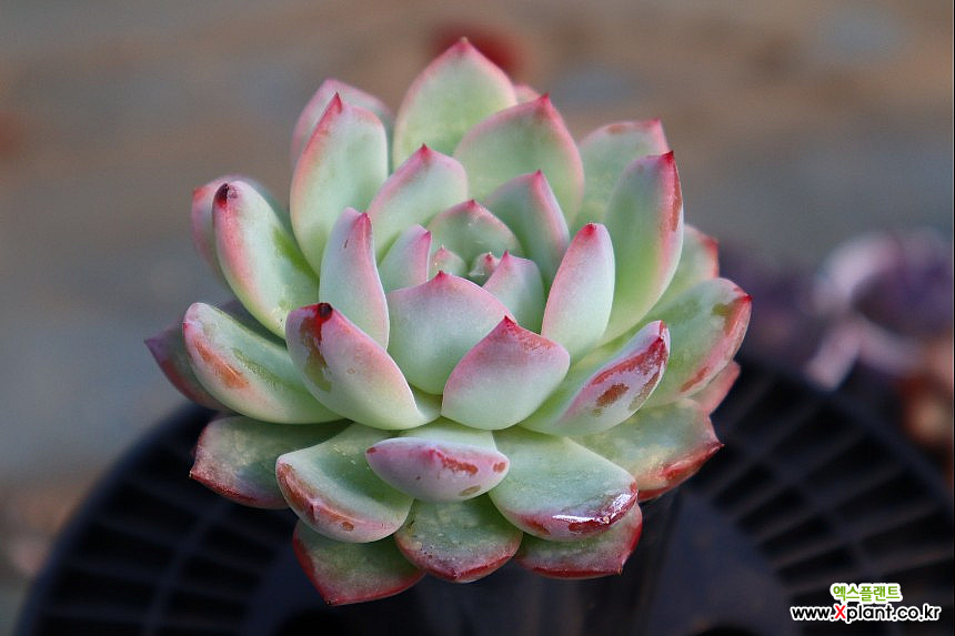 Echeveria Prada7332 7232 多肉植物 - xplant