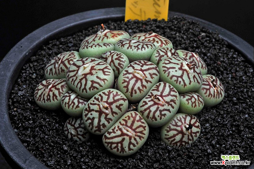 Conophytum Wittebergense 7769-C.wittebergense Conophytum - Xplant