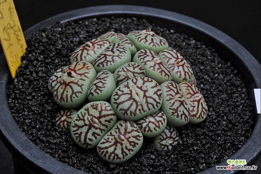 Conophytum Wittebergense 7769-C.wittebergense Conophytum ...