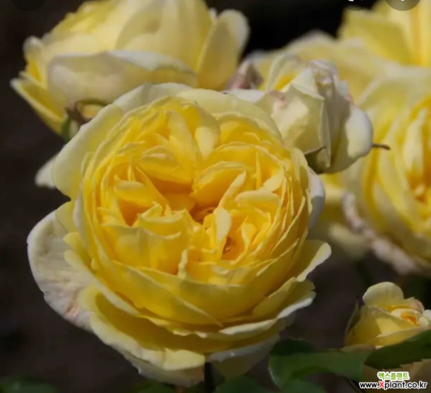 로사장미.파우스티니아.old rose강함.예쁜노랑색.꽃7-8cm.울타리정원장미.월동가능. : 꽃나무 묘목 - 엑스플랜트