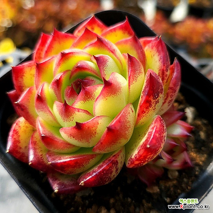 에케문스톤 5-9328 - 엑스플랜트