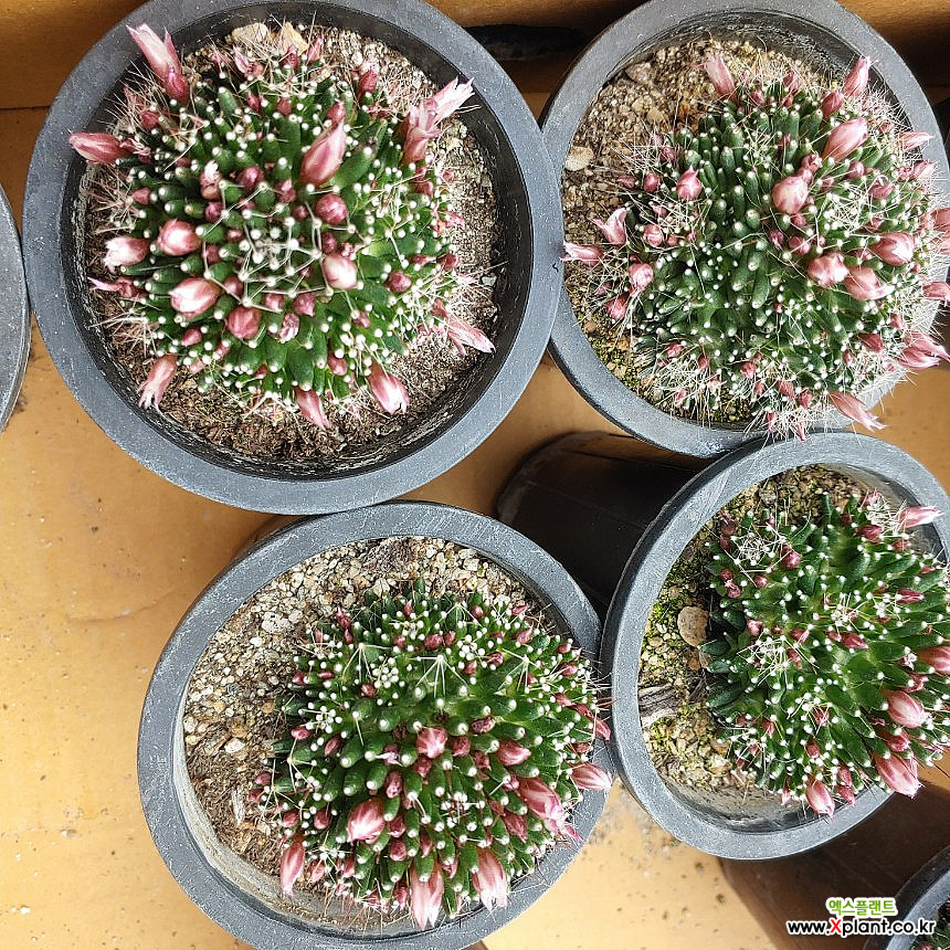 Mammillaria Painteri Monstruosa [] __119 Cactus - Xplant