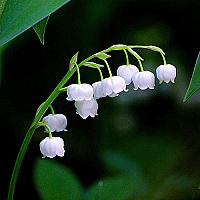 평창5포트은방울꽃 7010 - 야생화 꽃 나무 화초 식물