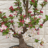 부사사과나무 분재106 - 사과나무 부사 - 꽃 나무 묘목 모종 씨앗 판매