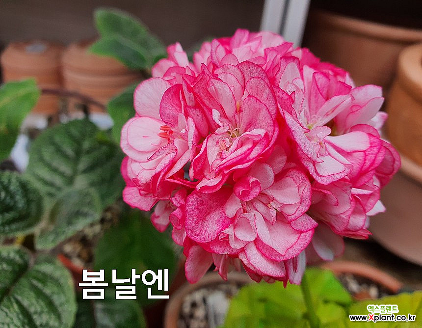 봄날앤(제라늄) : 공기정화식물 - 엑스플랜트