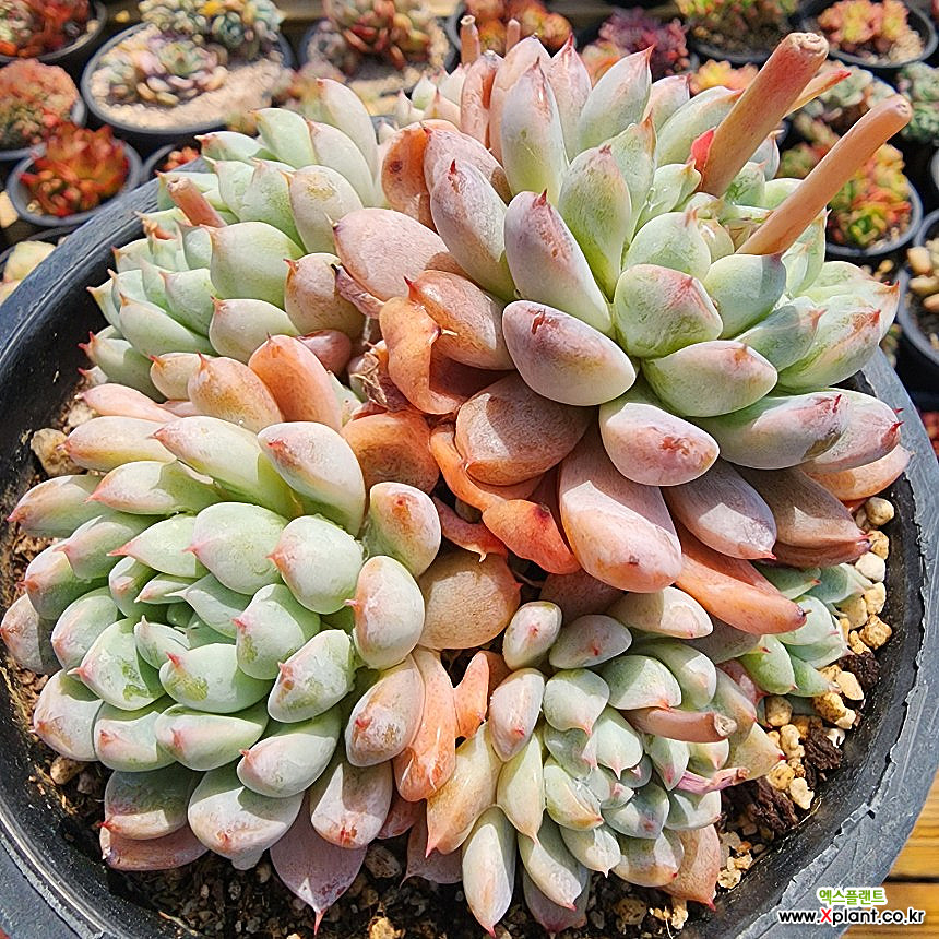 洋書 ECHEVERIA CULTIVARS 図鑑 Amazon.co.jp: 洋書 ECHEVERIA CULTIVARS 図鑑 : ホーム＆キッチン