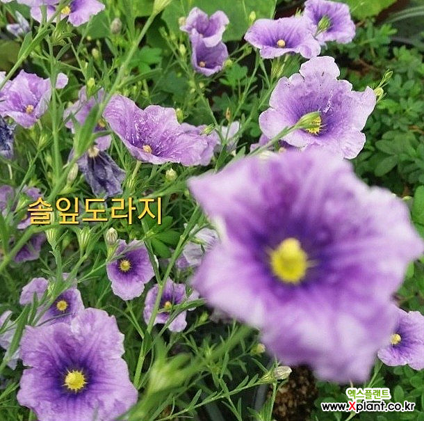 목대로 만들어진 솔잎도라지-묵은주- : 야생화 - 엑스플랜트
