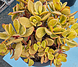 황금염좌|Crassula argentea f variegata