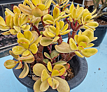 황금염좌|Crassula argentea f variegata