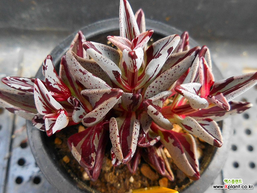 Lenophyllum guttatum 225 Succulents - Xplant