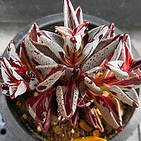 Lenophyllum guttatum 225 Succulents - Xplant