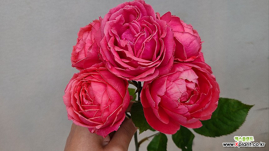 독일장미.4계.가르텐 마리호세.사랑스런 주황 빨강색.old rose향기.꽃크기7-8cm.정원장미. : 꽃나무 묘목 - 엑스플랜트