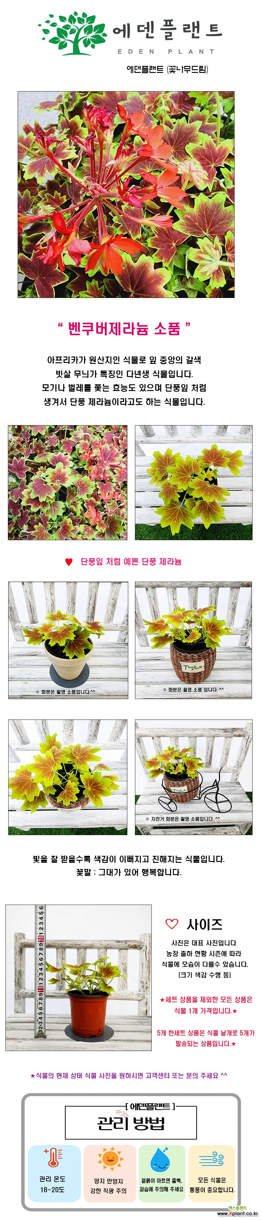 꽃나무드림 벤쿠버 제라늄 소품 벤쿠버제라늄 단풍제라늄 모기퇴치 향기나는식물 밴쿠버 페라고늄 벌레퇴치 허브 : 허브 - 엑스플랜트