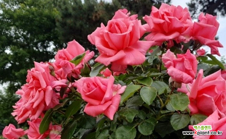 4계명품수입넝쿨장미.로잔나.(예쁜산호핑크색).(예쁜기본형꽃형).로즈향기.울타리.넝쿨장미.월동가능. : 꽃나무 묘목 - 엑스플랜트