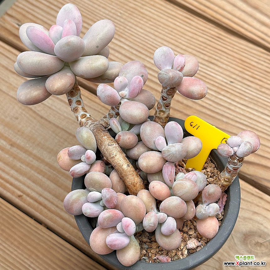 Graptopetalum amethystinum Succulents - Xplant