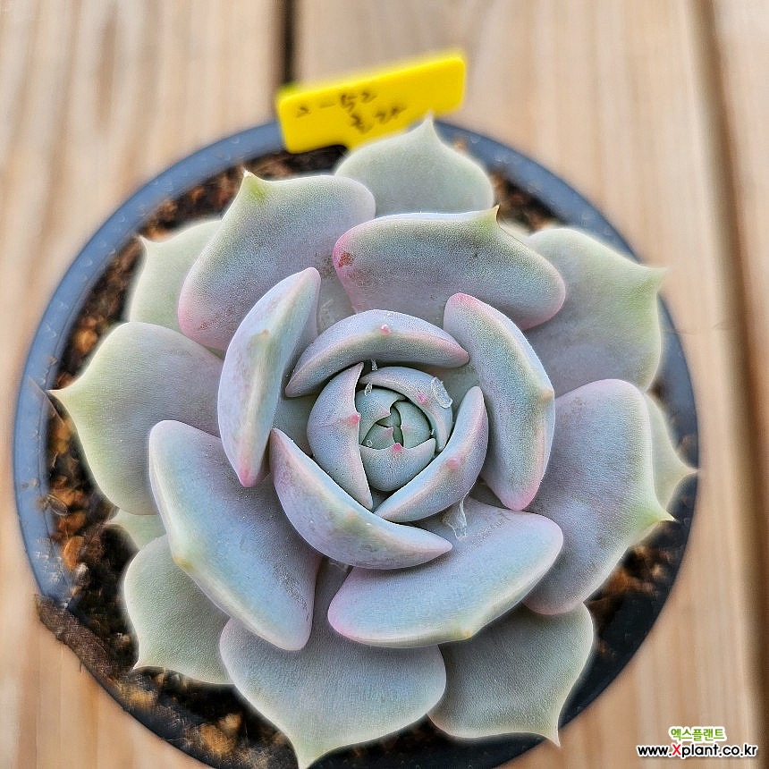 その他多肉植物 Natural 1685692044_l1