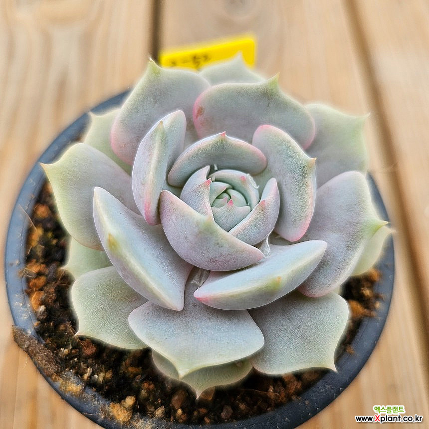 劳拉2-52 2-52 多肉植物 - Xplant