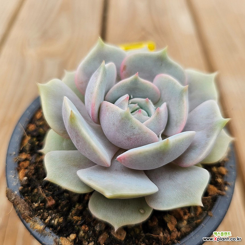 劳拉2-52 2-52 多肉植物 - Xplant