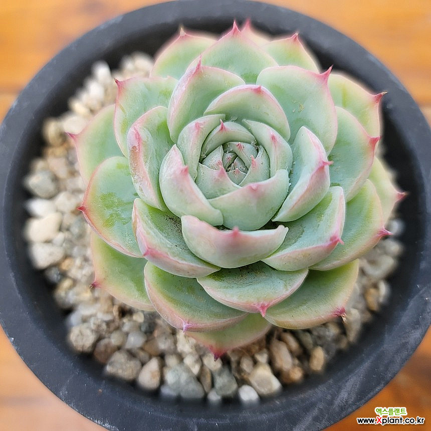 多肉植物 1685952168_l1